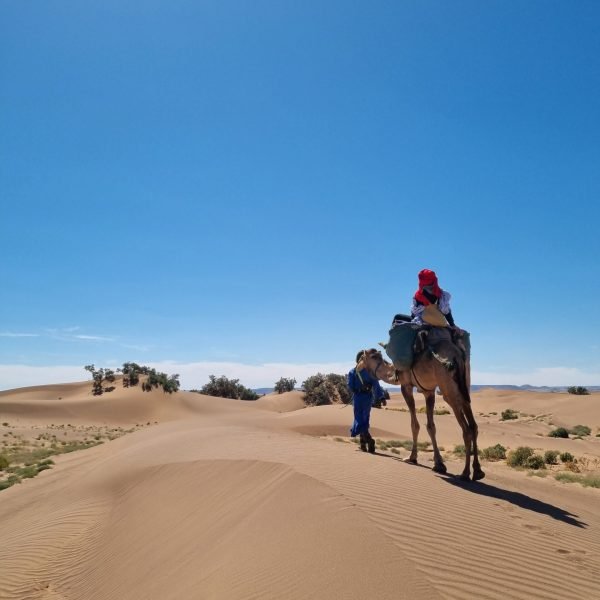 camel riding tours ride camel